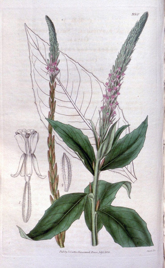 Curtis's botanical magazine. London ;New York [etc.] :Academic Press [etc.]. | Botany Periodicals "Pictorial works"  | Vintage Print Reproduction 453136