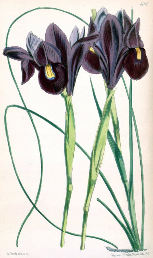 Curtis's botanical magazine. London ;New York [etc.] :Academic Press [etc.]. | Botany Periodicals "Pictorial works"  | Vintage Print Reproduction 453137