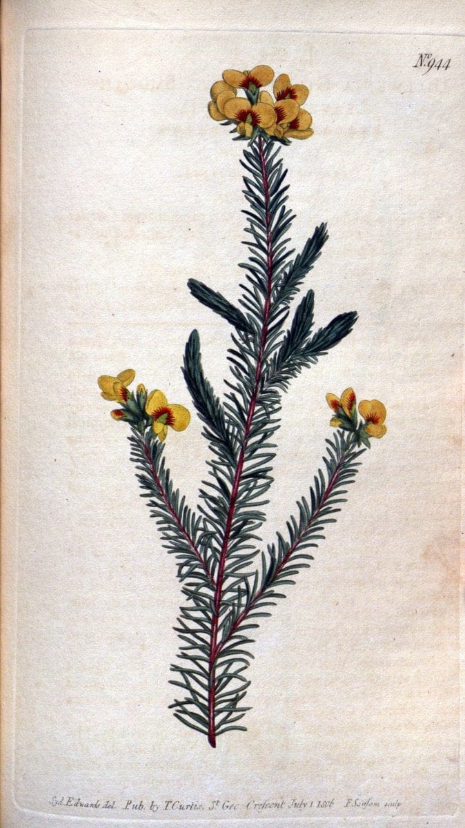 Curtis's botanical magazine. London ;New York [etc.] :Academic Press [etc.]. | Botany Periodicals "Pictorial works"  | Vintage Print Reproduction 453138
