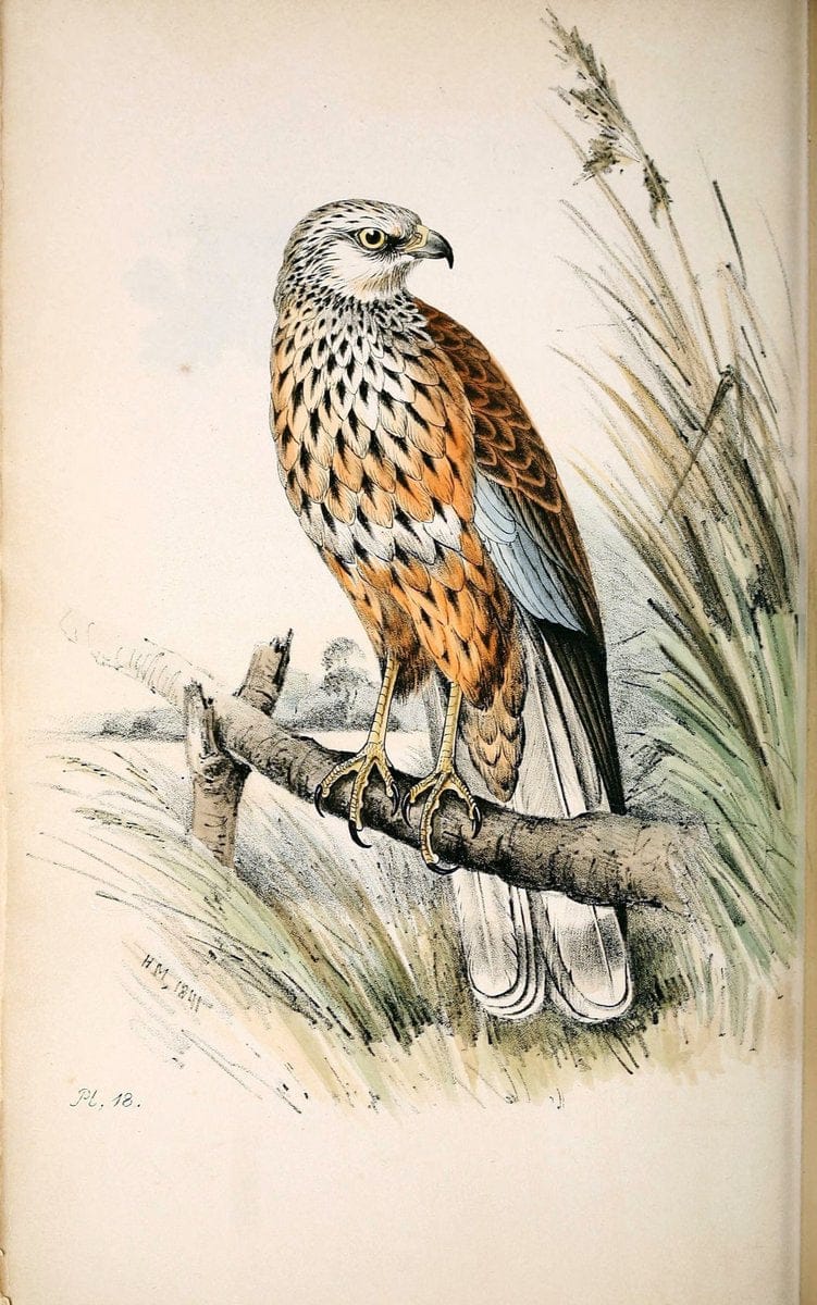Coloured illustrations of British birds, and their eggs /.London :G.W. Nickisson,1842-1850.. |  | Vintage Print Reproduction 453139
