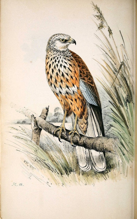 Coloured illustrations of British birds, and their eggs /.London :G.W. Nickisson,1842-1850.. |  | Vintage Print Reproduction 453139