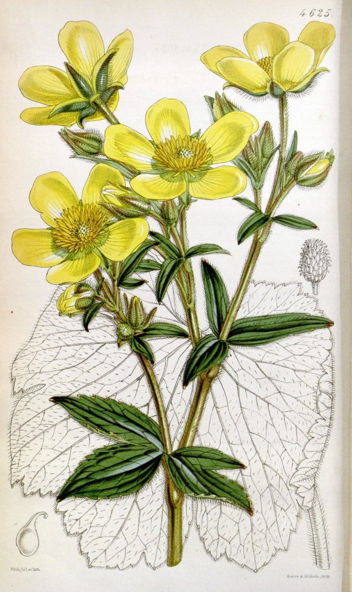 Curtis's botanical magazine. London ; New York [etc.] :Academic Press [etc.]. | "Botanical illustration" Botany Periodicals "Pictorial works" "Plants, Ornamental"  | Vintage Print Reproduction 453140