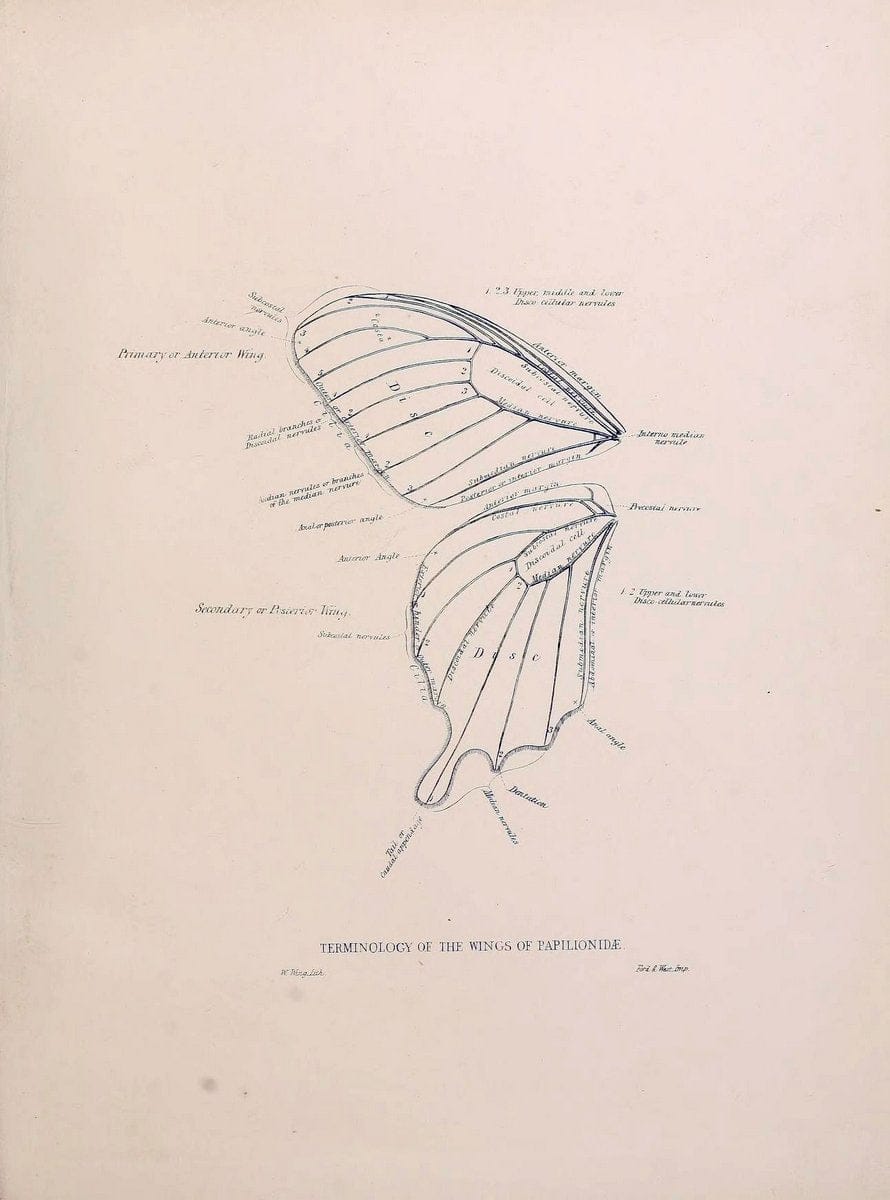 Catalogue of lepidopterous insects in the collection of the British Museum..London :Printed by order of the Trustees,1852.. |  | Vintage Print Reproduction 453141