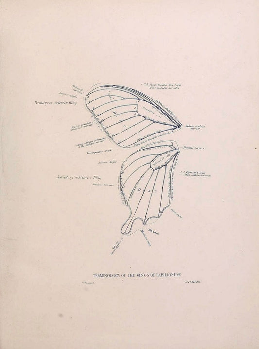 Catalogue of lepidopterous insects in the collection of the British Museum..London :Printed by order of the Trustees,1852.. |  | Vintage Print Reproduction 453141