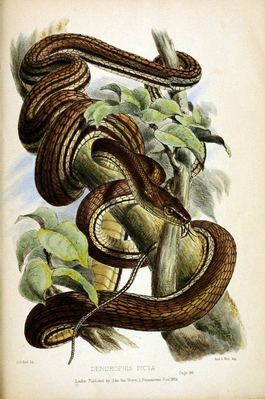 Contributions to the natural history of Labuan, and the adjacent coasts of BorneoLondon :J. Van Voorst,[1855] |  | Vintage Print Reproduction 453142