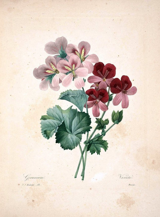 Choix des plus belles fleurs :.Paris :Ernest Panckoucke,[1833].  | 1833 Botany France Icones "Pictorial works"  | Vintage Print Reproduction 453143