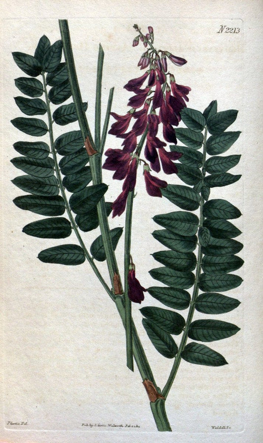 Curtis's botanical magazine. London ; New York [etc.] :Academic Press [etc.]. | "Botanical illustration" Botany Periodicals "Pictorial works" "Plants, Ornamental"  | Vintage Print Reproduction 453144