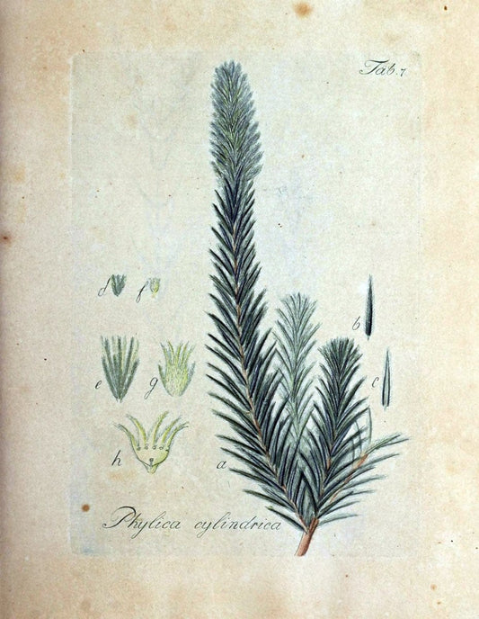 Collectio plantarum tam exoticarum, quam indigenarum, cum delineatione, descriptione cul | Botany | Vintage Print Reproduction 453145