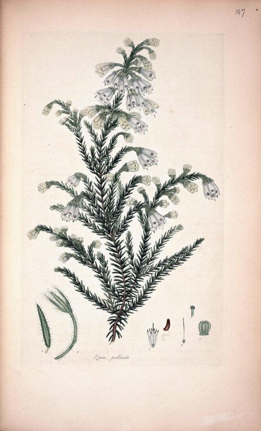Coloured engravings of heaths :.London :Published by the Author. Printed by T. Bensley,1802-09 [1830]. |  | Vintage Print Reproduction 453146