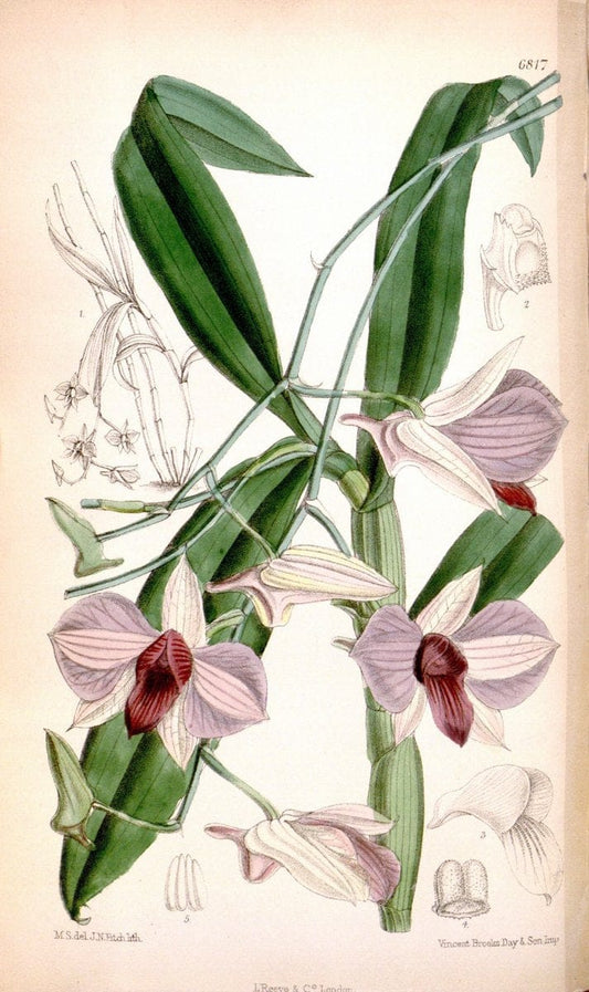 Curtis's botanical magazine. London ; New York [etc.] :Academic Press [etc.]. | "Botanical illustration" Botany Periodicals "Pictorial works" "Plants, Ornamental"  | Vintage Print Reproduction 453147