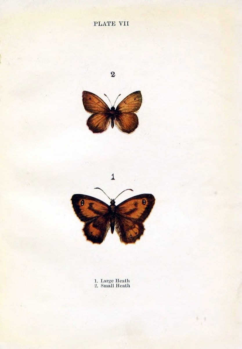 Butterflies and moths,.London & Edinburgh,T.C. & E.C. Jack[1910]. | Butterflies Moths "Cornell University Library" | Vintage Print Reproduction 453148
