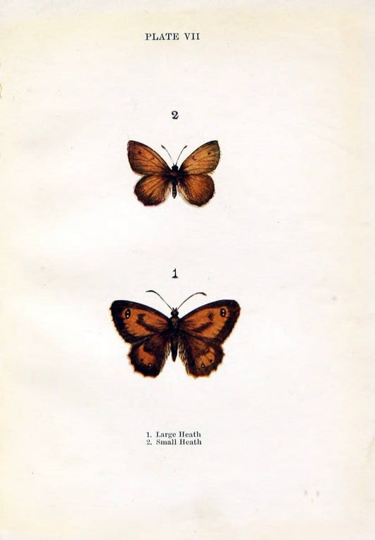 Butterflies and moths,.London & Edinburgh,T.C. & E.C. Jack[1910]. | Butterflies Moths "Cornell University Library" | Vintage Print Reproduction 453148