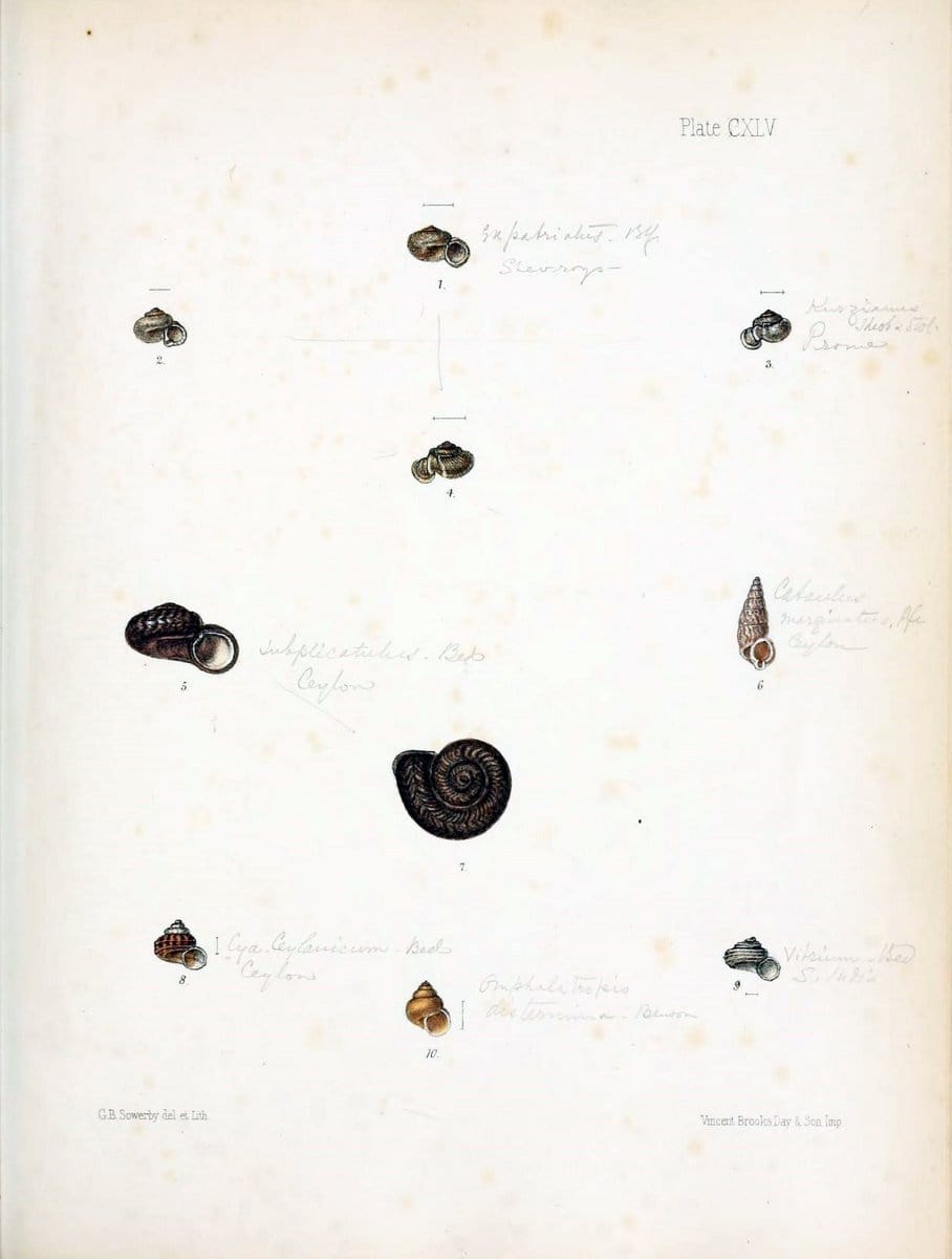 Conchologia indica,.London,1870-1876.. |  | Vintage Print Reproduction 453149
