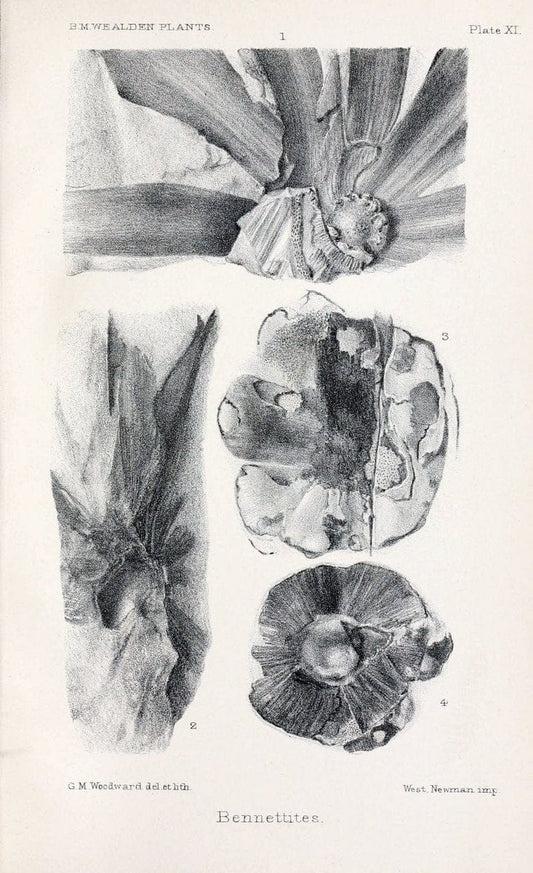 Central Atlas fÃ¼r zoologische GÃ¤rten. Part 1,5.Dresden ;Expedition der vollstÃ¤ndigste Naturgeschichte, [puis] E. Blochman, [etc.],1862- | Vintage Print Reproduction 453151
