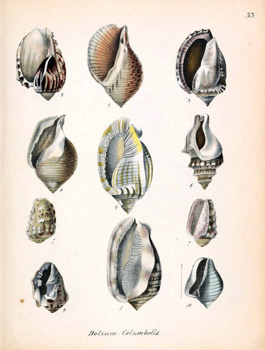 Conchylienbuch, oder, Allgemeine und besondere Naturgeschichte der Muscheln und Schnecke | Mollusks "Pictorial works"  | Vintage Print Reproduction 453152
