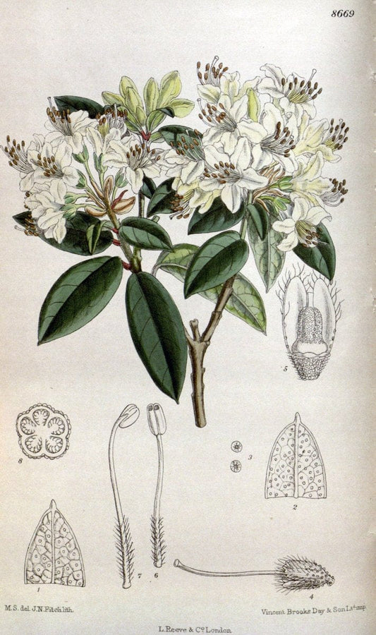Curtis's botanical magazine. London ; New York [etc.] :Academic Press [etc.]. | "Botanical illustration" Botany Periodicals "Pictorial works" "Plants, Ornamental"  | Vintage Print Reproduction 453153