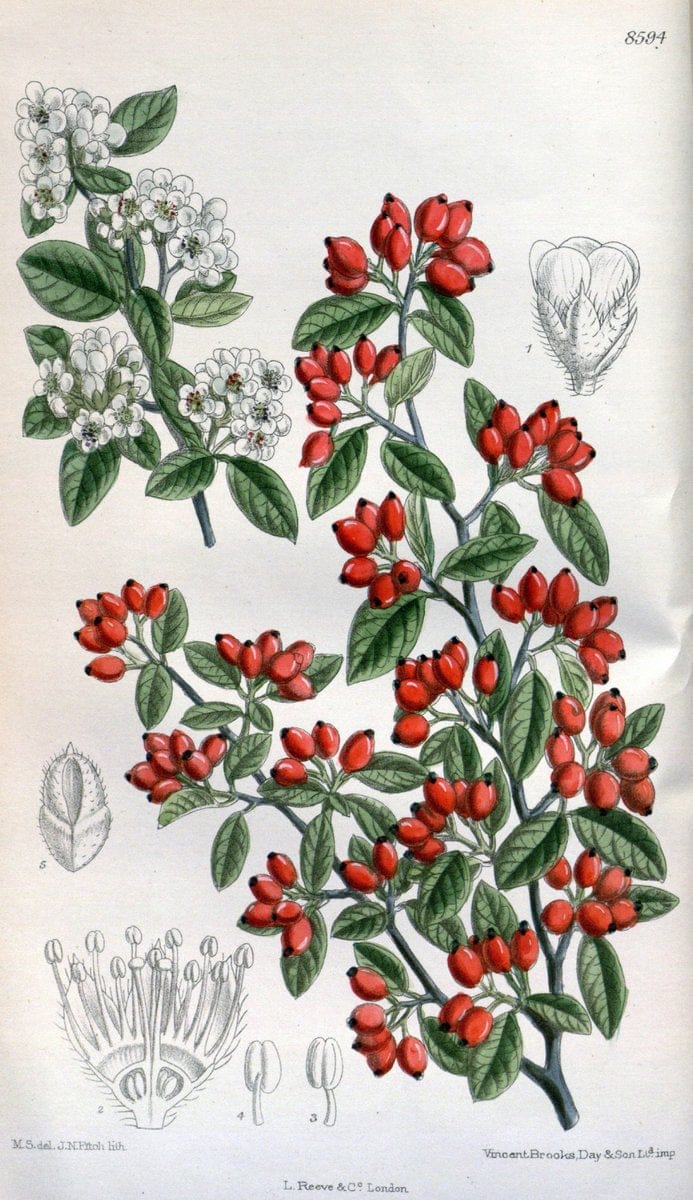 Curtis's botanical magazine. London ; New York [etc.] :Academic Press [etc.]. | "Botanical illustration" Botany Periodicals "Pictorial works" "Plants, Ornamental"  | Vintage Print Reproduction 453155