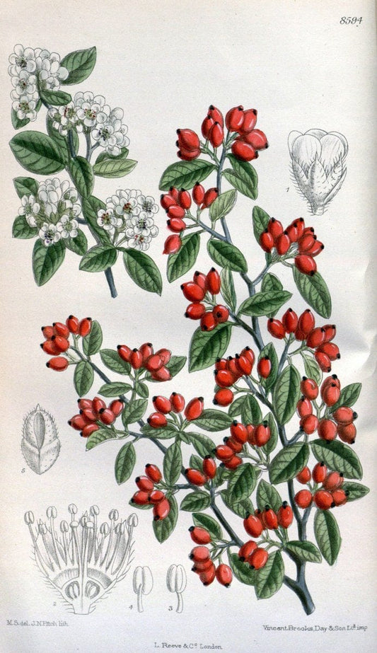 Curtis's botanical magazine. London ; New York [etc.] :Academic Press [etc.]. | "Botanical illustration" Botany Periodicals "Pictorial works" "Plants, Ornamental"  | Vintage Print Reproduction 453155