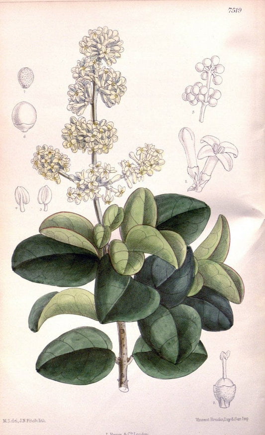 Curtis's botanical magazine. London ; New York [etc.] :Academic Press [etc.]. | "Botanical illustration" Botany Periodicals "Pictorial works" "Plants, Ornamental"  | Vintage Print Reproduction 453156
