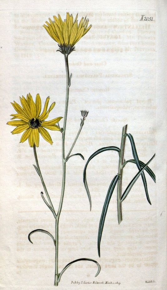 Curtis's botanical magazine. London ; New York [etc.] :Academic Press [etc.]. | "Botanical illustration" Botany Periodicals "Pictorial works" "Plants, Ornamental"  | Vintage Print Reproduction 453159