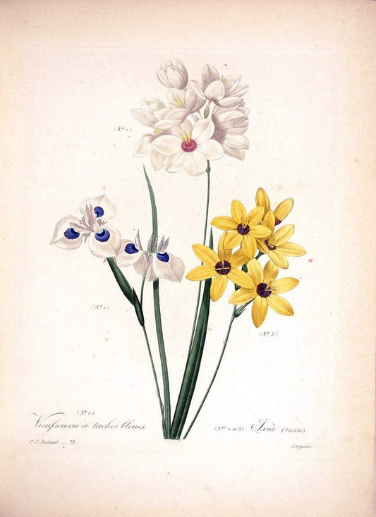 Choix des plus belles fleurs :.Paris :Ernest Panckoucke,[1833].  | 1833 Botany France Icones "Pictorial works"  | Vintage Print Reproduction 453160