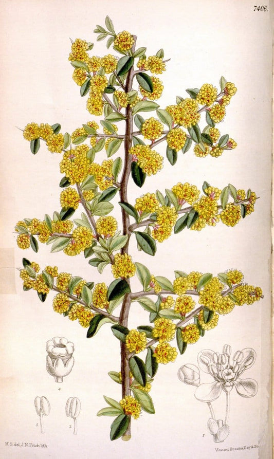 Curtis's botanical magazine. London ; New York [etc.] :Academic Press [etc.]. | "Botanical illustration" Botany Periodicals "Pictorial works" "Plants, Ornamental"  | Vintage Print Reproduction 453161