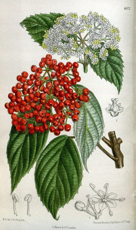 Curtis's botanical magazine. London ; New York [etc.] :Academic Press [etc.]. | "Botanical illustration" Botany Periodicals "Pictorial works" "Plants, Ornamental"  | Vintage Print Reproduction 453162