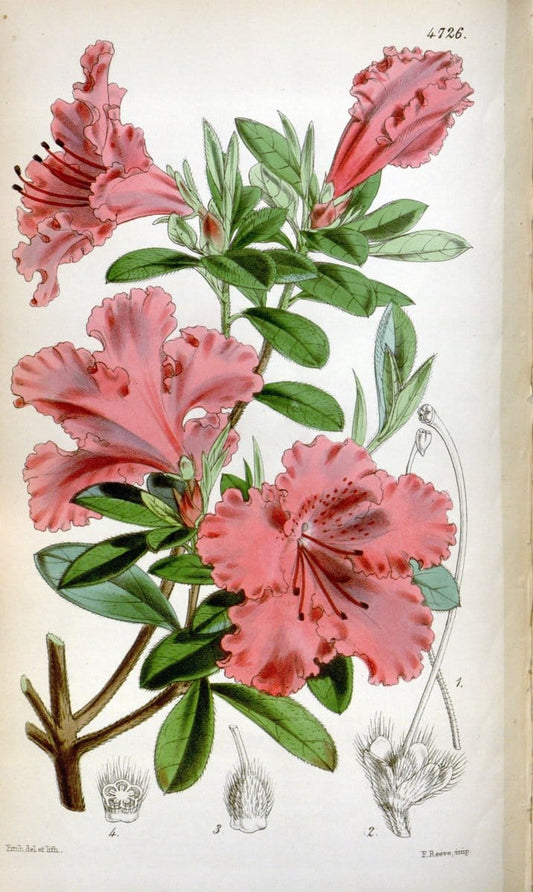 Curtis's botanical magazine. London ; New York [etc.] :Academic Press [etc.]. | "Botanical illustration" Botany Periodicals "Pictorial works" "Plants, Ornamental"  | Vintage Print Reproduction 453163