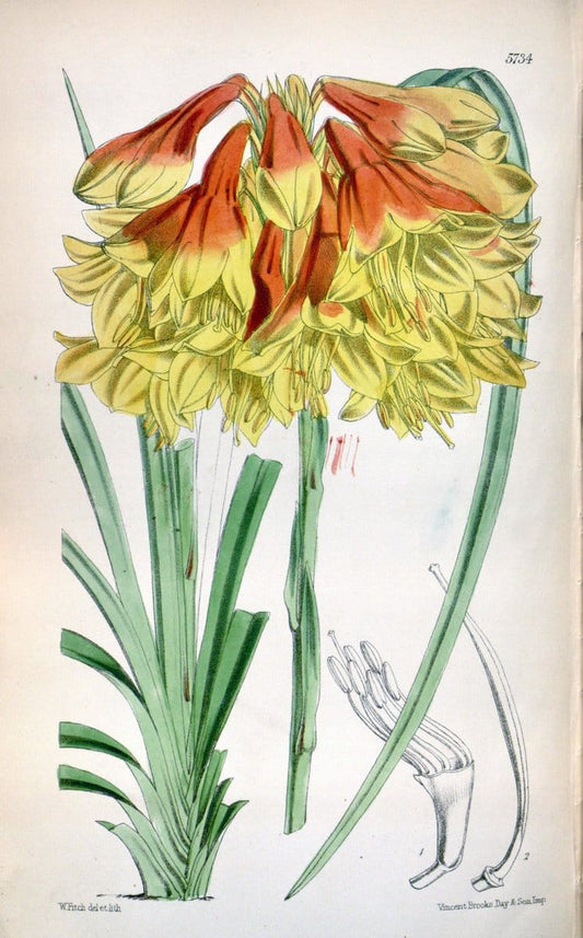 Curtis's botanical magazine. London ; New York [etc.] :Academic Press [etc.]. | "Botanical illustration" Botany Periodicals "Pictorial works" "Plants, Ornamental"  | Vintage Print Reproduction 453165