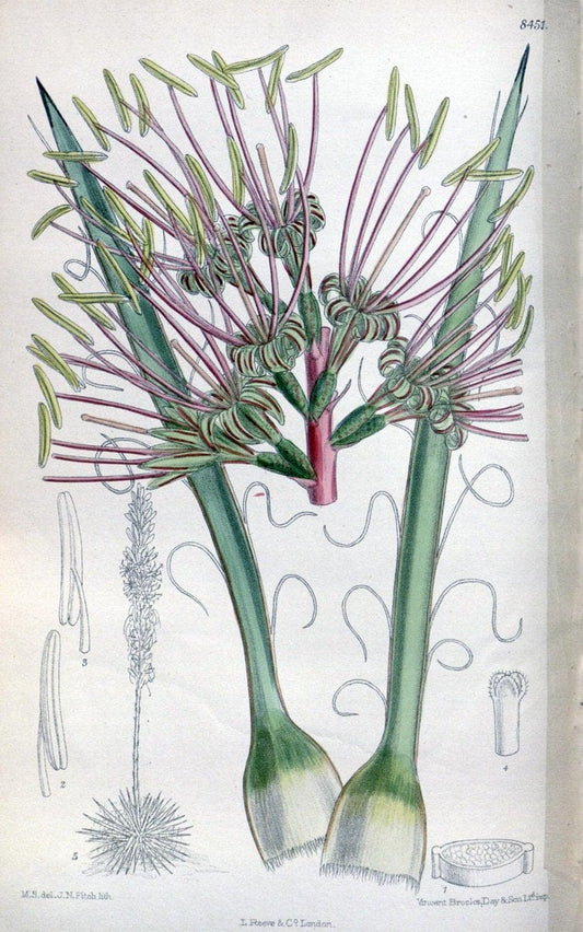 Curtis's botanical magazine. London ; New York [etc.] :Academic Press [etc.]. | "Botanical illustration" Botany Periodicals "Pictorial works" "Plants, Ornamental"  | Vintage Print Reproduction 453166
