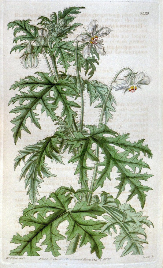 Curtis's botanical magazine. London ; New York [etc.] :Academic Press [etc.]. | "Botanical illustration" Botany Periodicals "Pictorial works" "Plants, Ornamental"  | Vintage Print Reproduction 453168