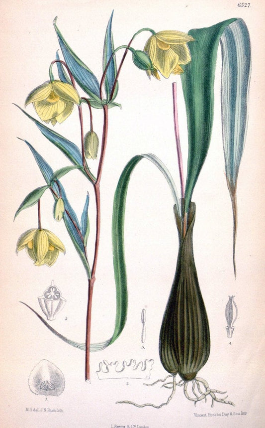 Curtis's botanical magazine. London ; New York [etc.] :Academic Press [etc.]. | "Botanical illustration" Botany Periodicals "Pictorial works" "Plants, Ornamental"  | Vintage Print Reproduction 453169