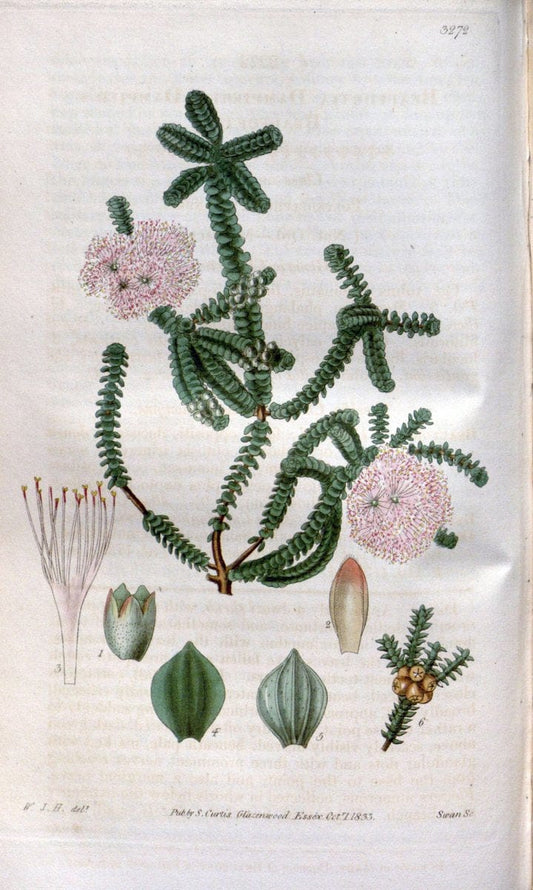 Curtis's botanical magazine. London ; New York [etc.] :Academic Press [etc.]. | "Botanical illustration" Botany Periodicals "Pictorial works" "Plants, Ornamental"  | Vintage Print Reproduction 453170