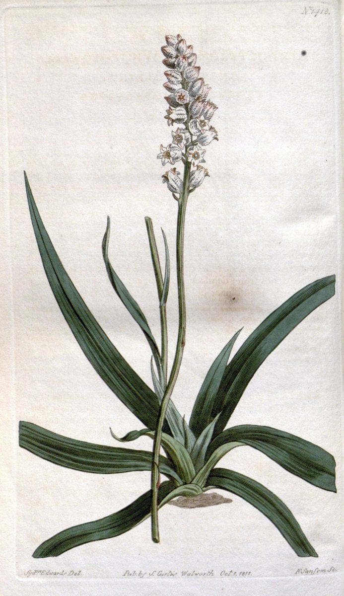 Curtis's botanical magazine. London ; New York [etc.] :Academic Press [etc.]. | "Botanical illustration" Botany Periodicals "Pictorial works" "Plants, Ornamental"  | Vintage Print Reproduction 453171
