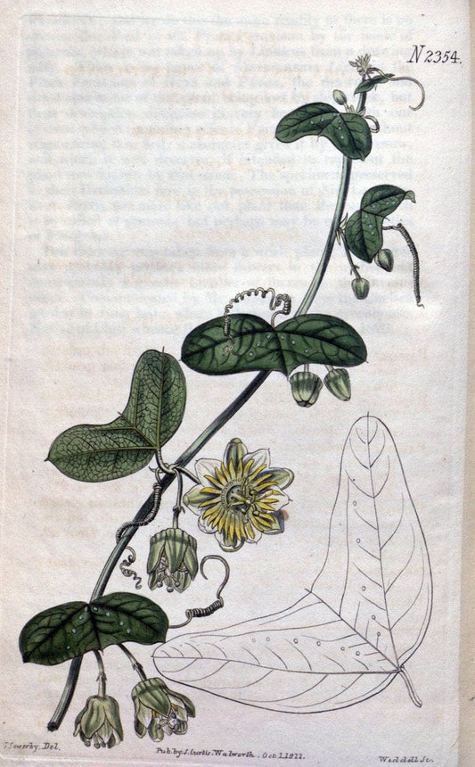 Curtis's botanical magazine. London ; New York [etc.] :Academic Press [etc.]. | "Botanical illustration" Botany Periodicals "Pictorial works" "Plants, Ornamental"  | Vintage Print Reproduction 453172