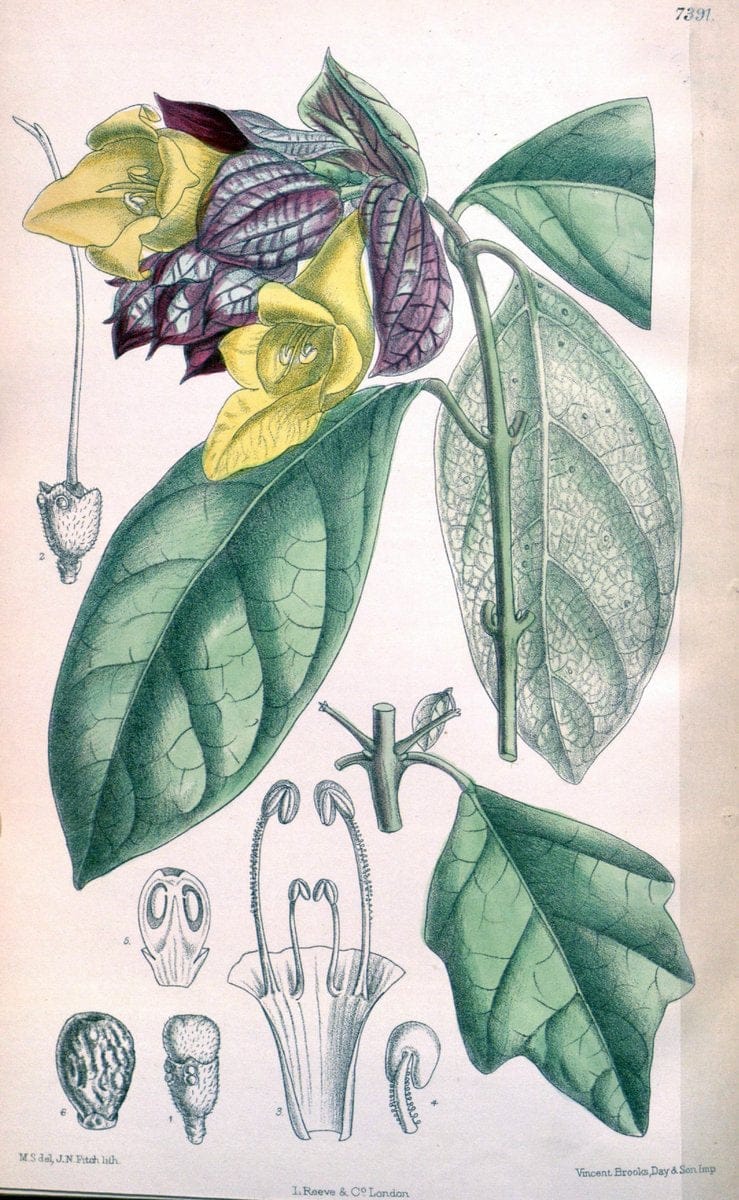 Curtis's botanical magazine. London ; New York [etc.] :Academic Press [etc.]. | "Botanical illustration" Botany Periodicals "Pictorial works" "Plants, Ornamental"  | Vintage Print Reproduction 453173