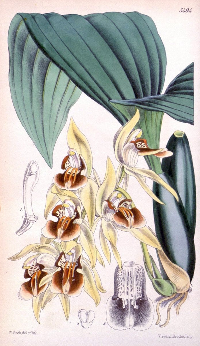 Curtis's botanical magazine..London ;New York [etc.] :Academic Press [etc.]. |  | Vintage Print Reproduction 453174