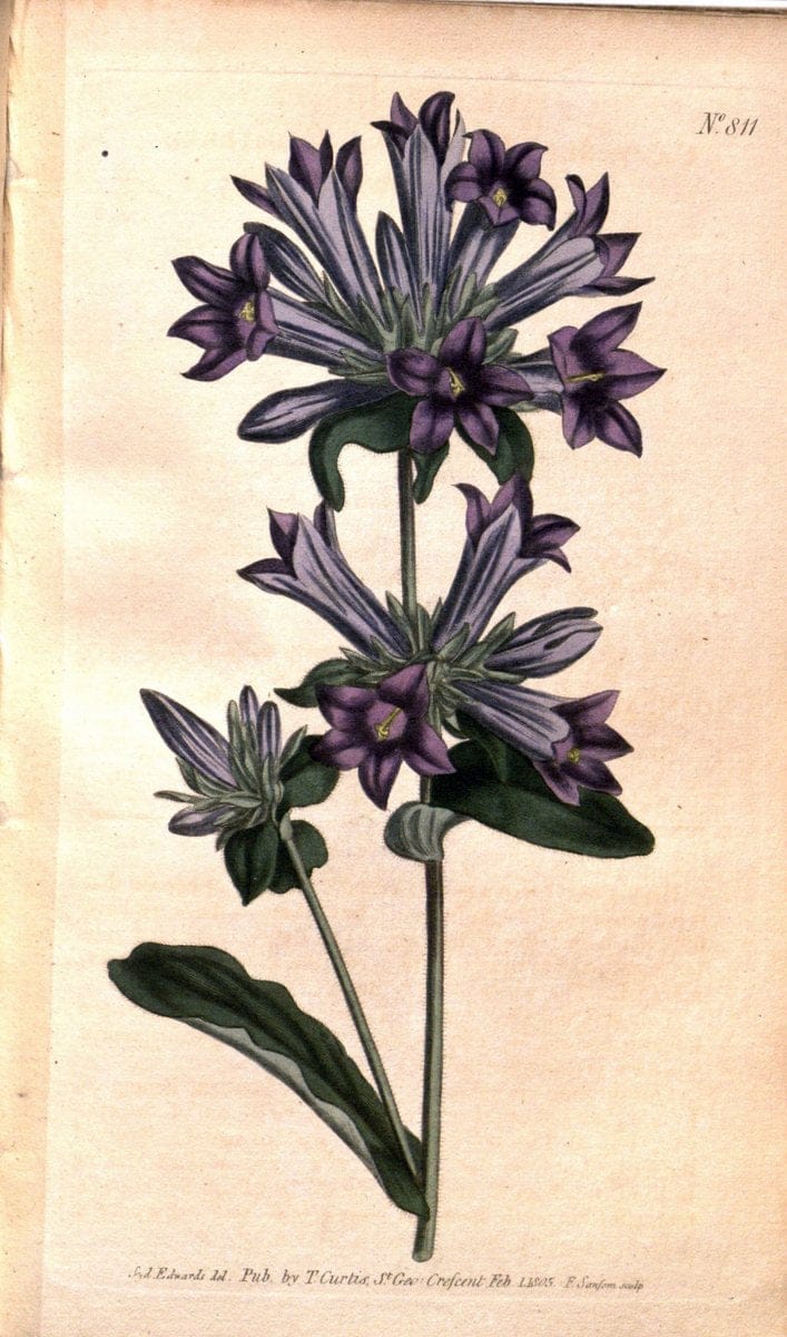 Curtis's botanical magazine. London ;New York [etc.] :Academic Press [etc.]. | Botany Periodicals "Pictorial works"  | Vintage Print Reproduction 453175