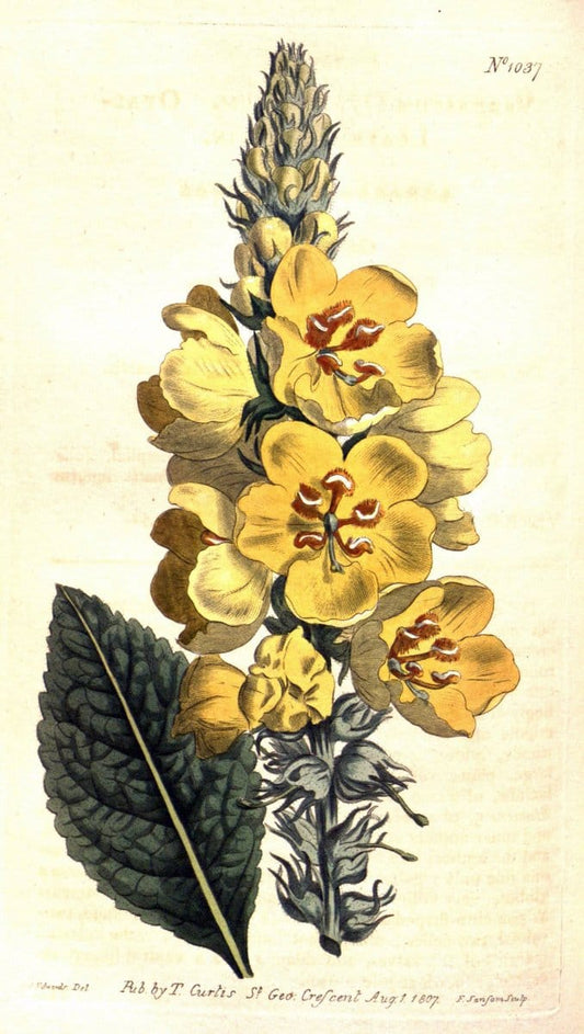 Curtis's botanical magazine. London ;New York [etc.] :Academic Press [etc.]. | Botany Periodicals "Pictorial works"  | Vintage Print Reproduction 453178