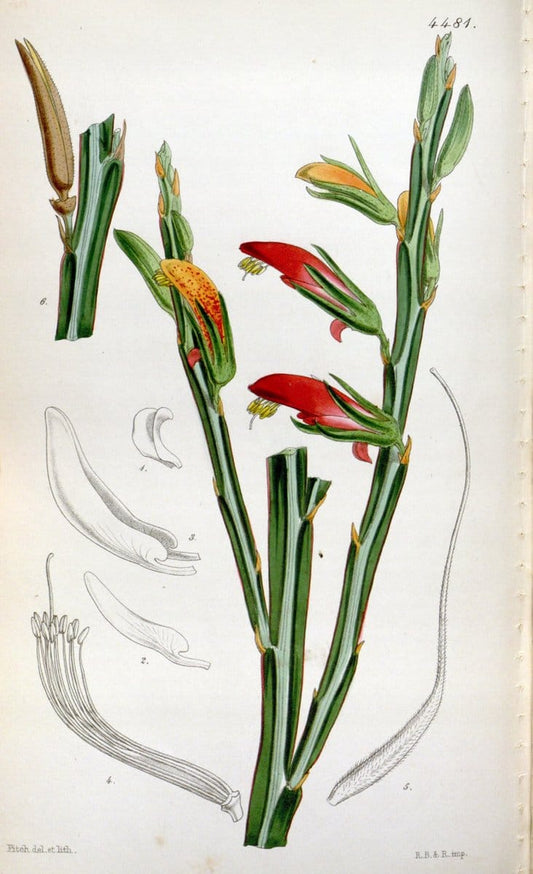 Curtis's botanical magazine. London ;New York [etc.] :Academic Press [etc.]. | Botany Periodicals "Pictorial works"  | Vintage Print Reproduction 453179