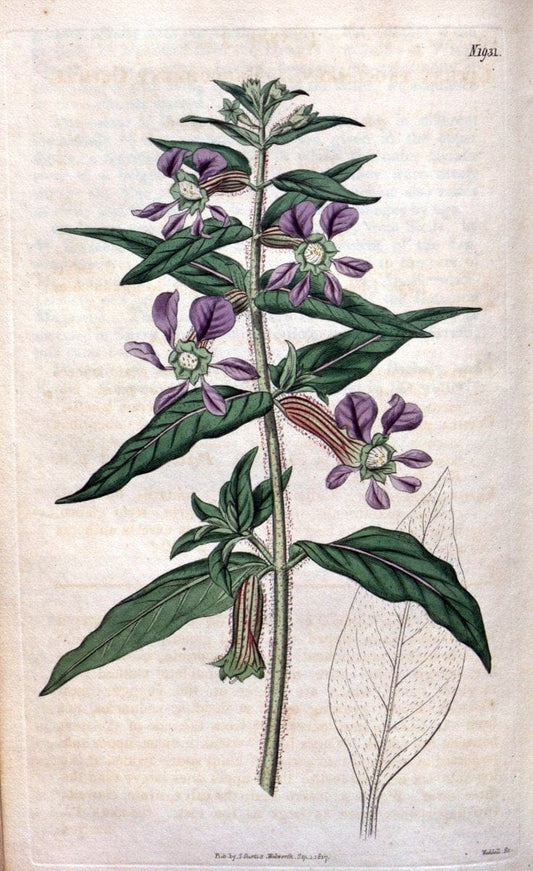 Curtis's botanical magazine. London ; New York [etc.] :Academic Press [etc.]. | "Botanical illustration" Botany Periodicals "Pictorial works" "Plants, Ornamental"  | Vintage Print Reproduction 453180