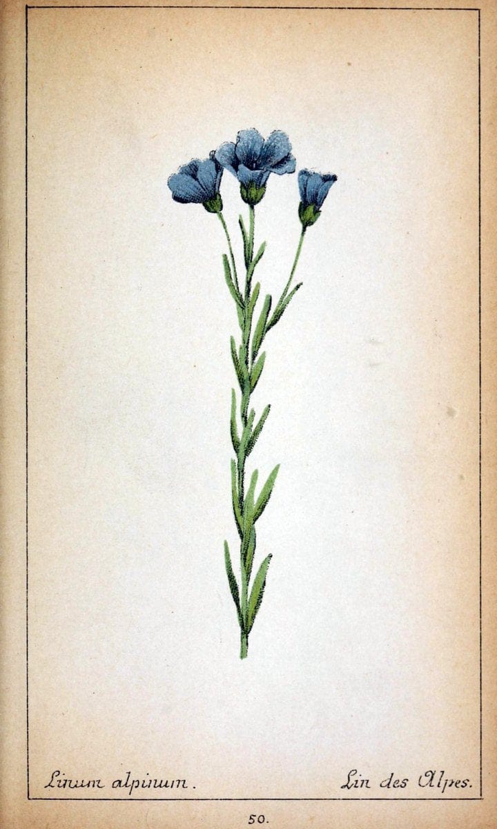 Choix de plantes de l'Europe centrale et particuliÃ¨rement de la Suisse et de la SavoieGe | Europe Central "Pictorial works" Plants "Savoy (France and Italy)" Switzerland  | Vintage Reproduction 453181
