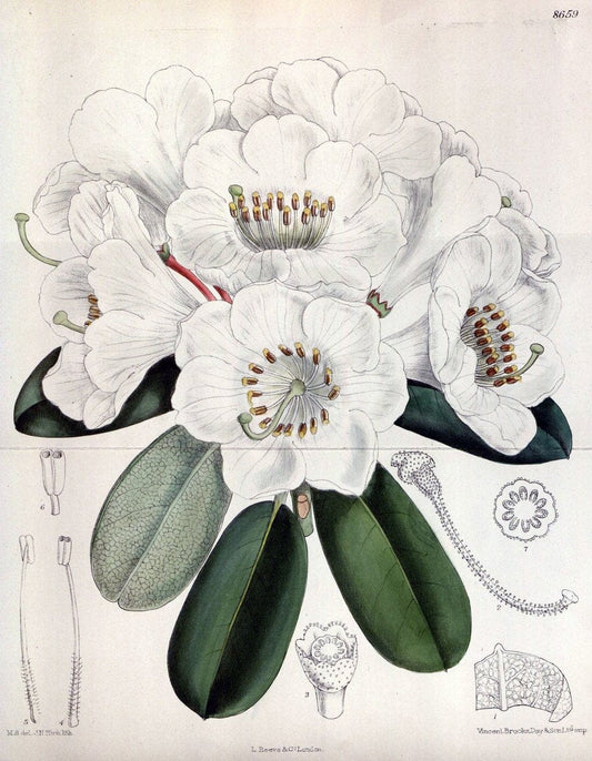 Curtis's botanical magazine. London ; New York [etc.] :Academic Press [etc.]. | "Botanical illustration" Botany Periodicals "Pictorial works" "Plants, Ornamental"  | Vintage Print Reproduction 453182
