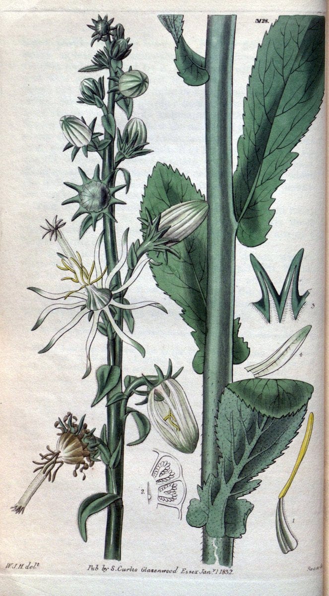 Curtis's botanical magazine. London ; New York [etc.] :Academic Press [etc.]. | "Botanical illustration" Botany Periodicals "Pictorial works" "Plants, Ornamental"  | Vintage Print Reproduction 453185
