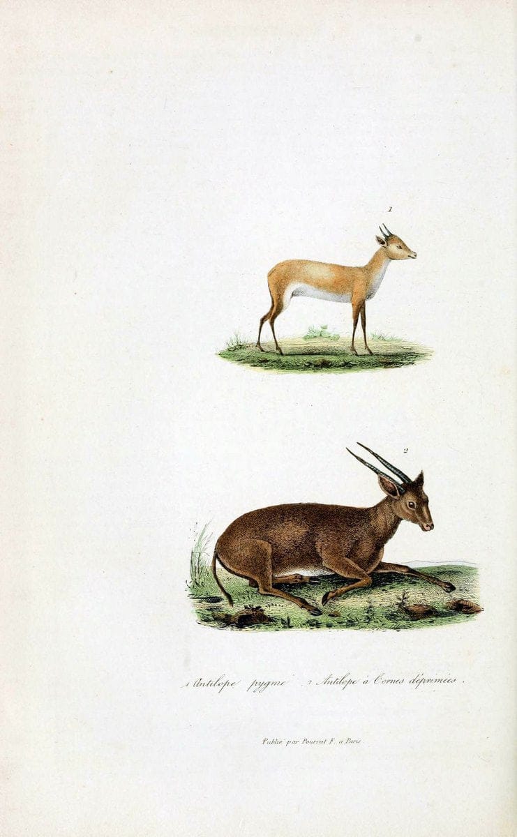 ComplÃ©ments de Buffon. t.1.Paris:P. Pourrat FrÃ¨res,1838. |  | Vintage Print Reproduction 453187