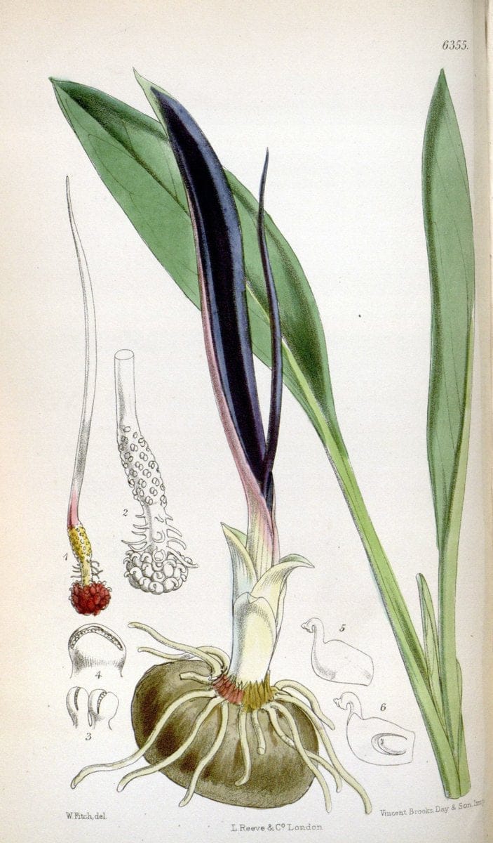 Curtis's botanical magazine. London ; New York [etc.] :Academic Press [etc.]. | "Botanical illustration" Botany Periodicals "Pictorial works" "Plants, Ornamental"  | Vintage Print Reproduction 453191