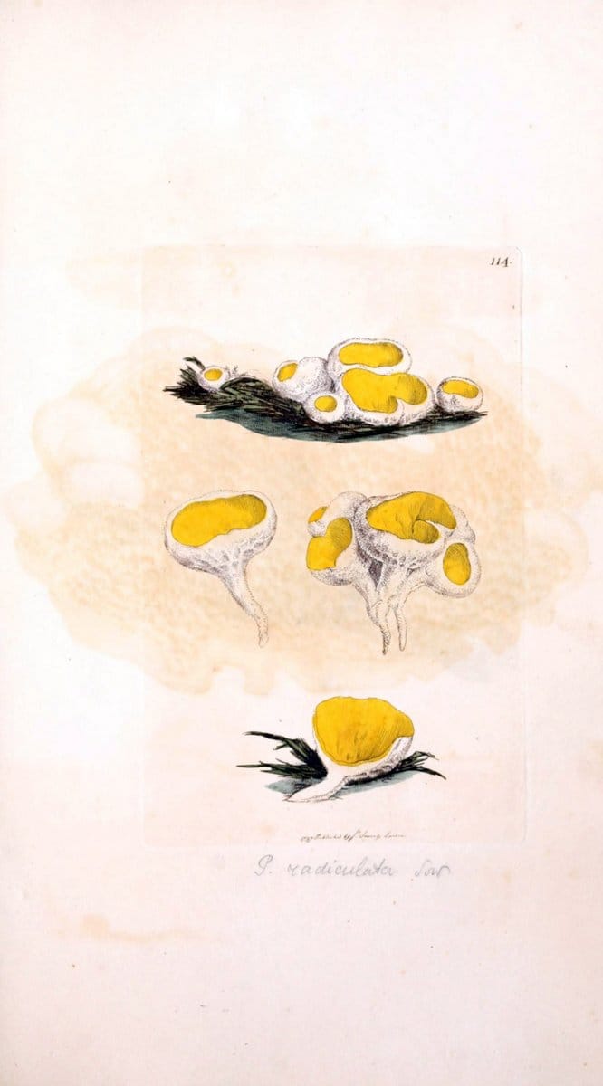 Coloured figures of English fungi or mushrooms. London,Printed by J. Davis,1797-[1809]. | England Mushrooms  | Vintage Print Reproduction 453192