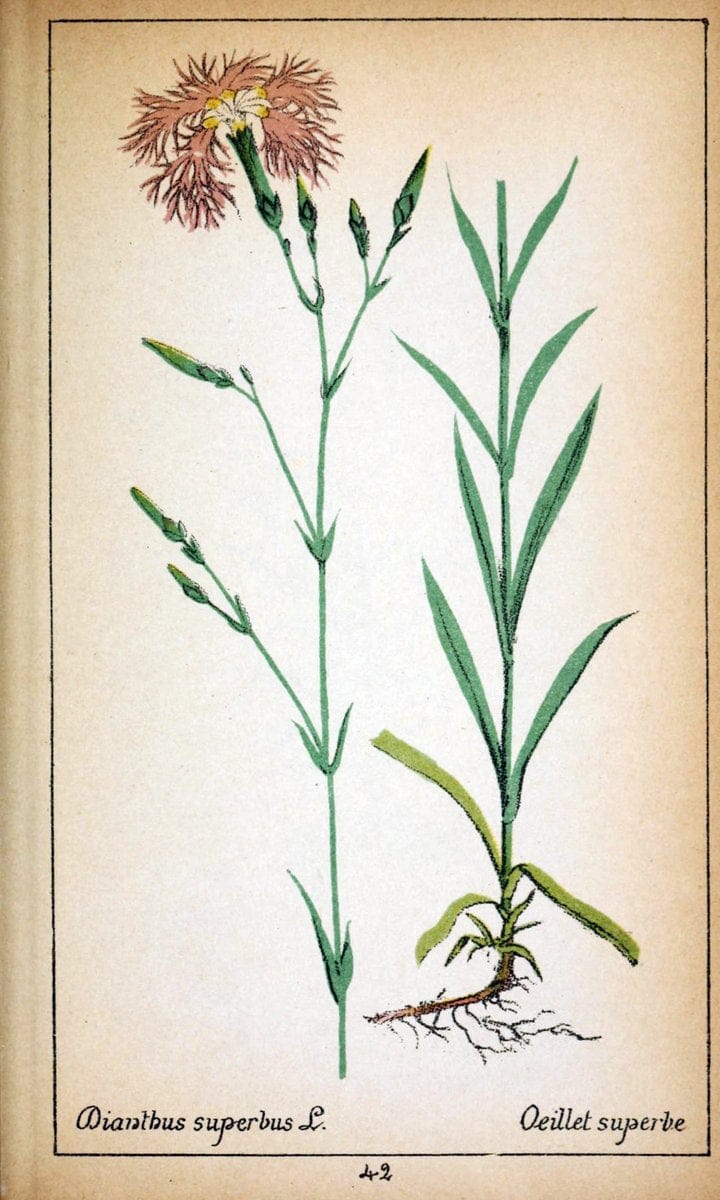 Choix de plantes de l'Europe centrale et particuliÃ¨rement de la Suisse et de la SavoieGe | Europe Central "Pictorial works" Plants "Savoy (France and Italy)" Switzerland  | Vintage Reproduction 453193