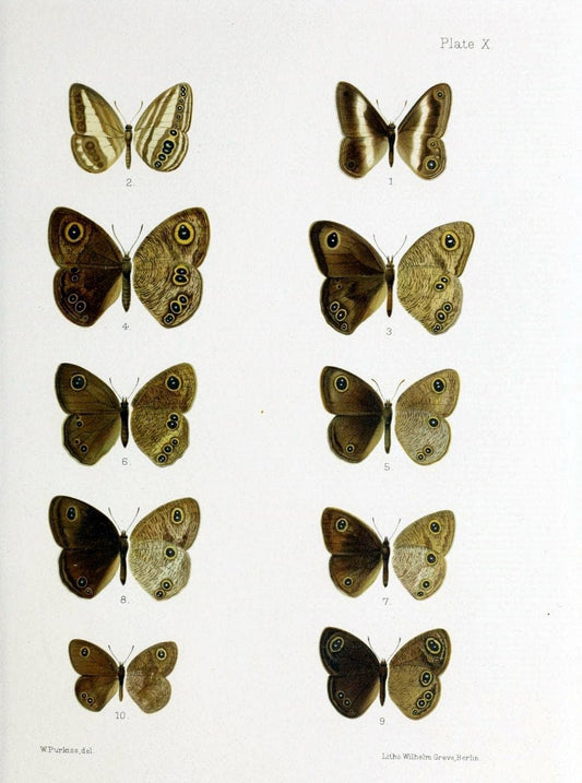 Butterflies from China, Japan, and Corea. London,R.H. Porter,1892-94.  | Butterflies China Japan Korea  | Vintage Print Reproduction 453195