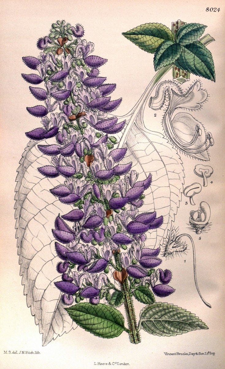 Dragable Image